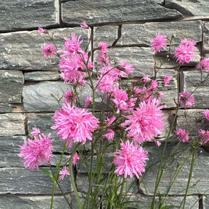 LYCHNIS Petite Jenny