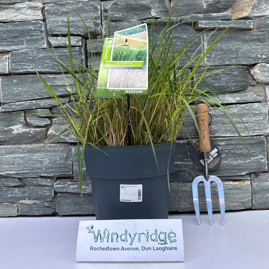Calamagrostis Acut. Karl Foerster - Herbaceous - Windyridge Garden Centre