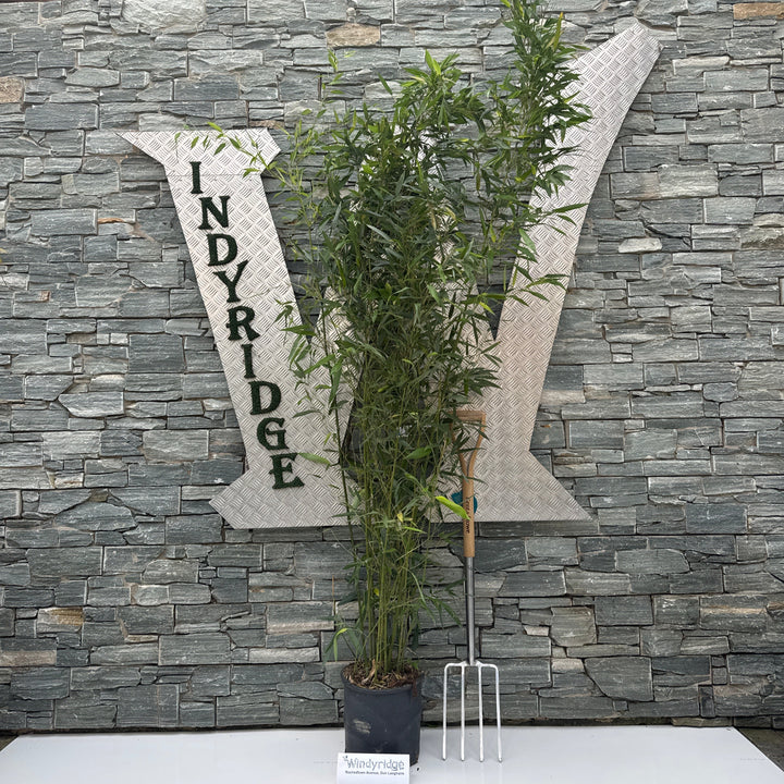PHYLLOSTACHYS BISSETII CLT 12 VASO ROSSO H 125 - 150 CM