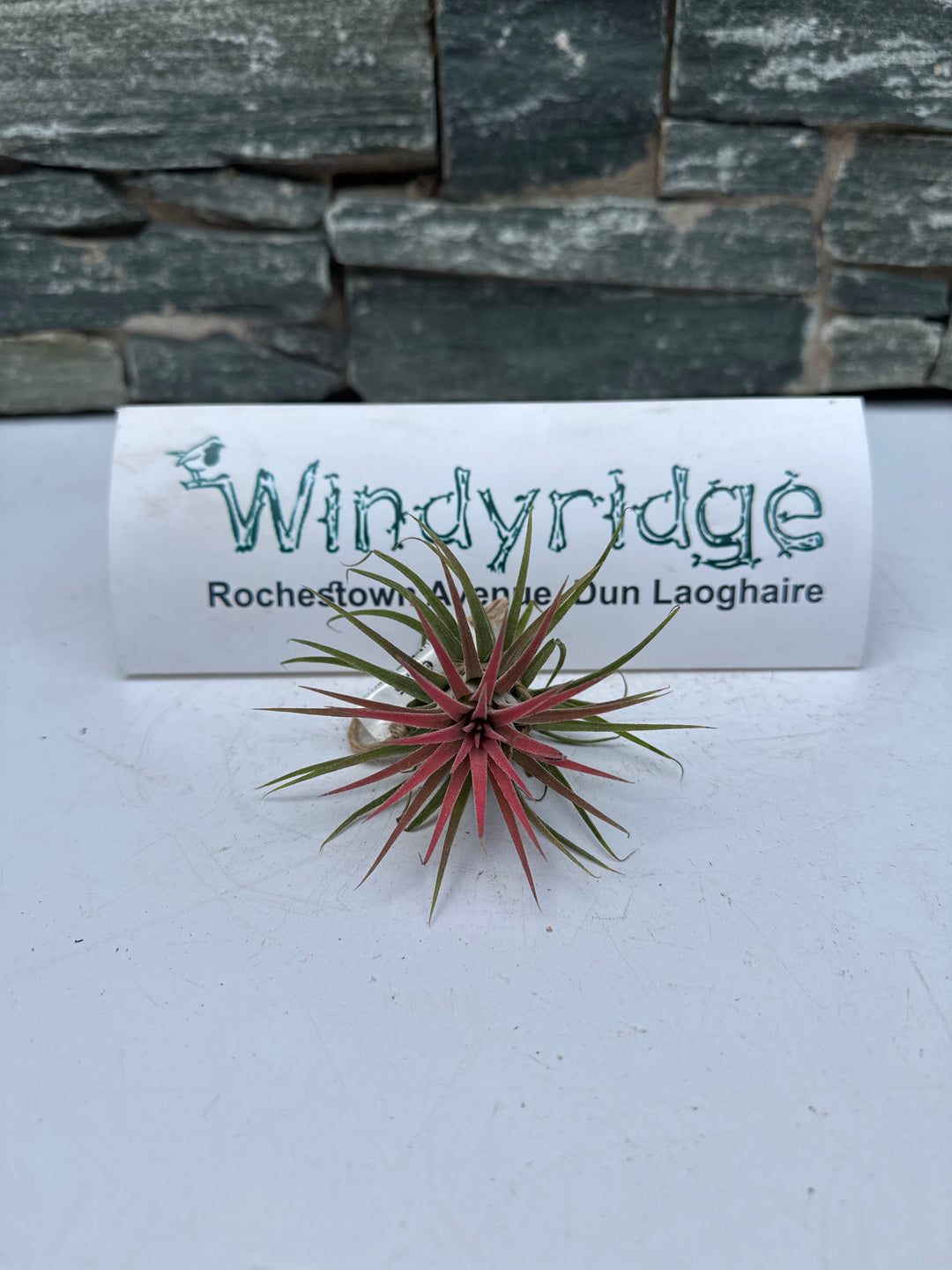 Tillandsia Ionantha Red Large