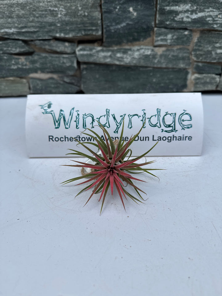 Tillandsia Ionantha Red Large