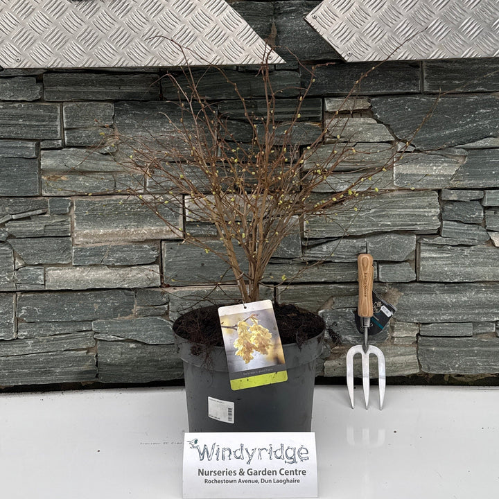 Corylopsis Pauciflora - Shrubs - Windyridge Garden Centre