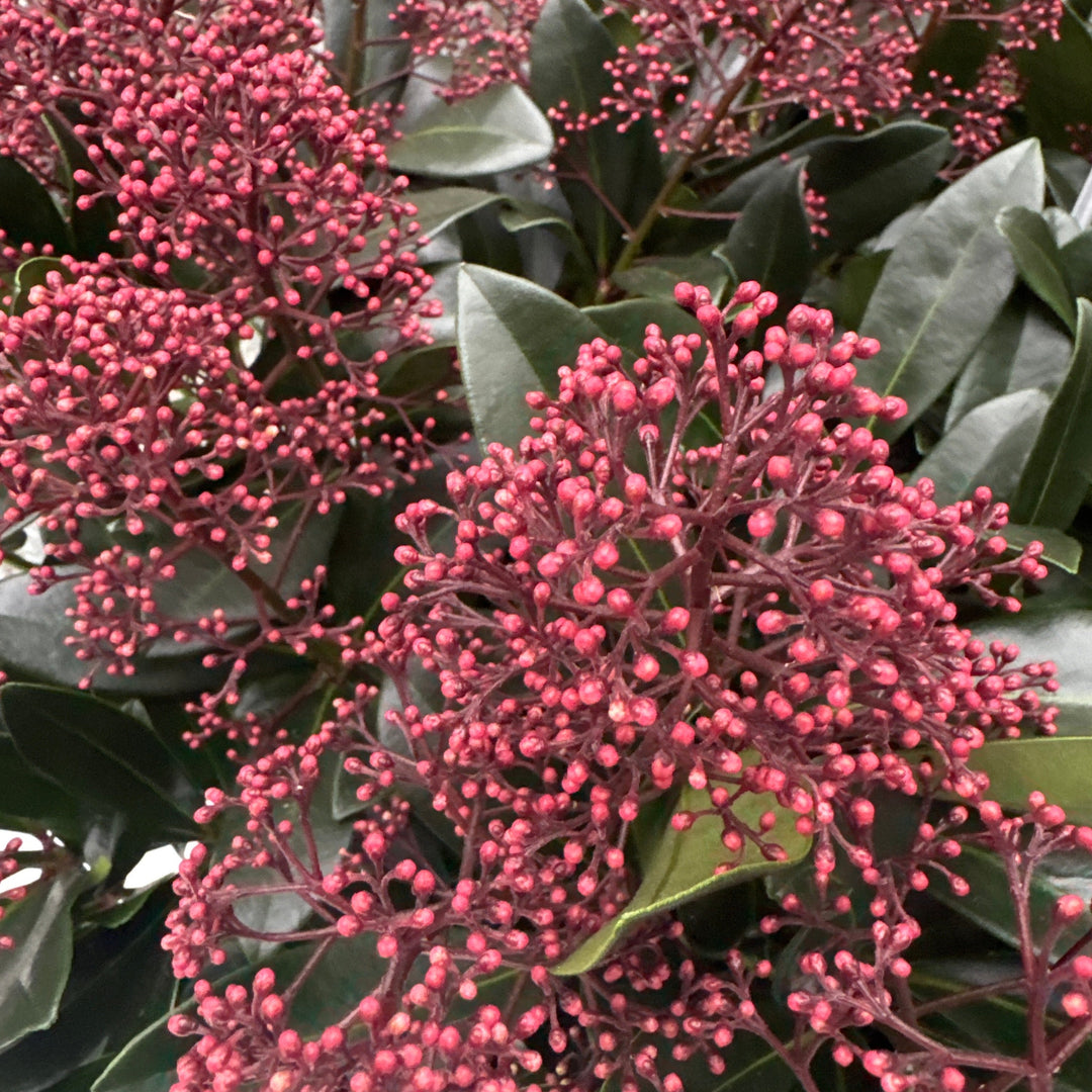Close-up of dark pink berries on a green plant