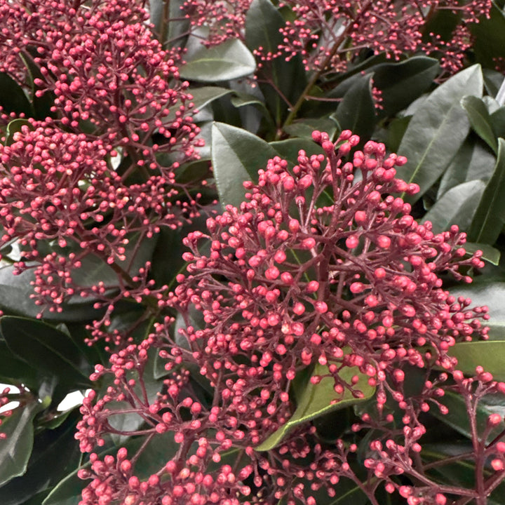 Close-up of dark pink berries on a green plant