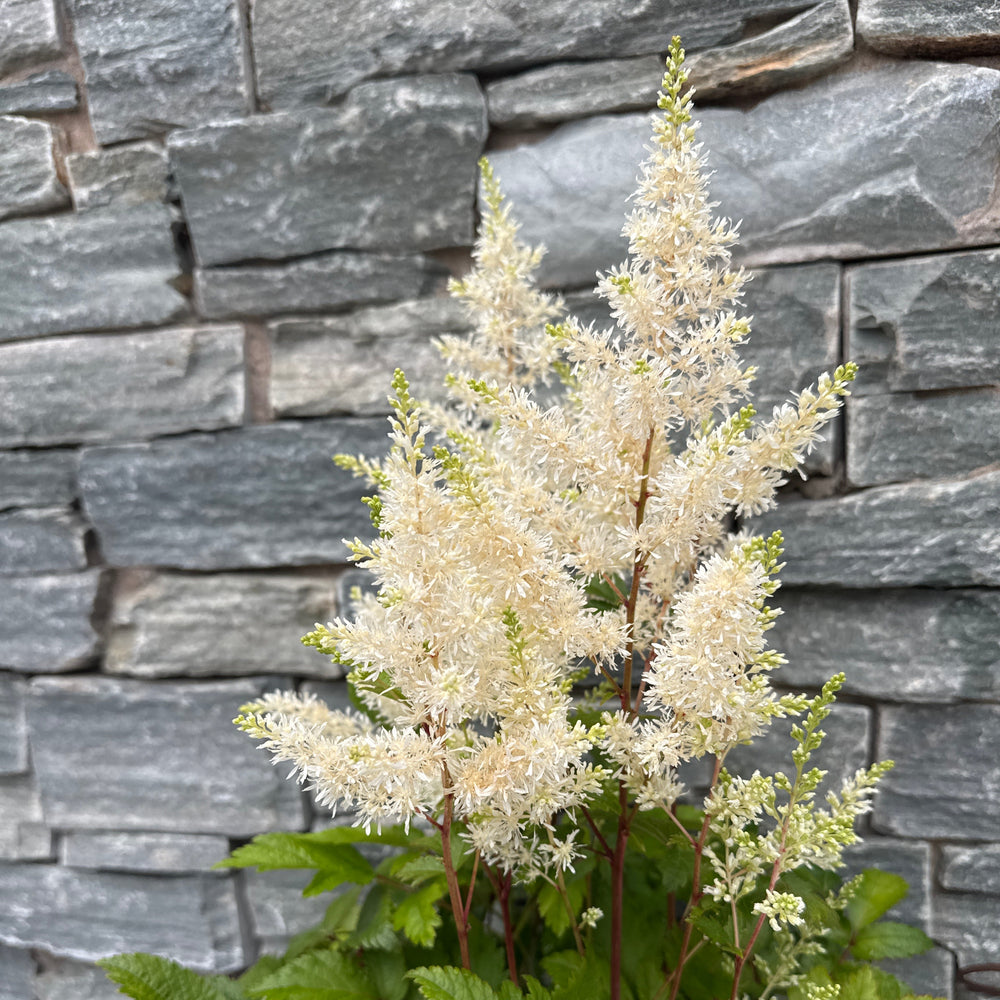 Astilbe Just Watch - Herbaceous - Windyridge Garden Centre