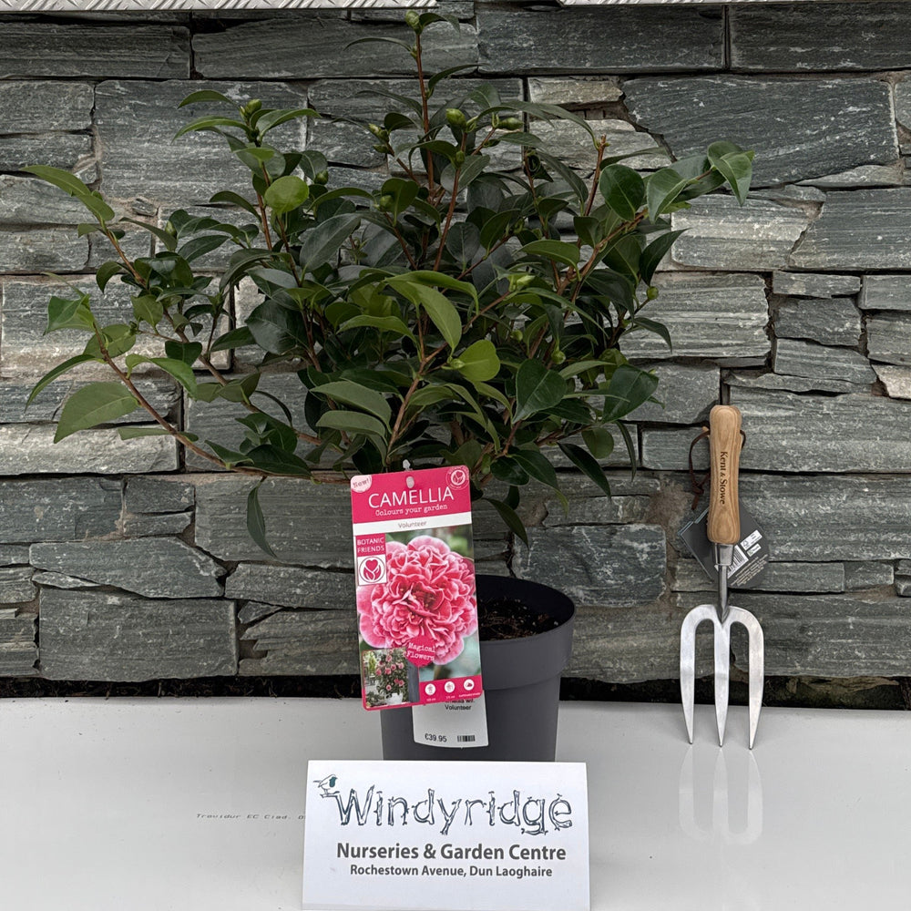 Camellia wil. Volunteer 3ltr pot against the wall