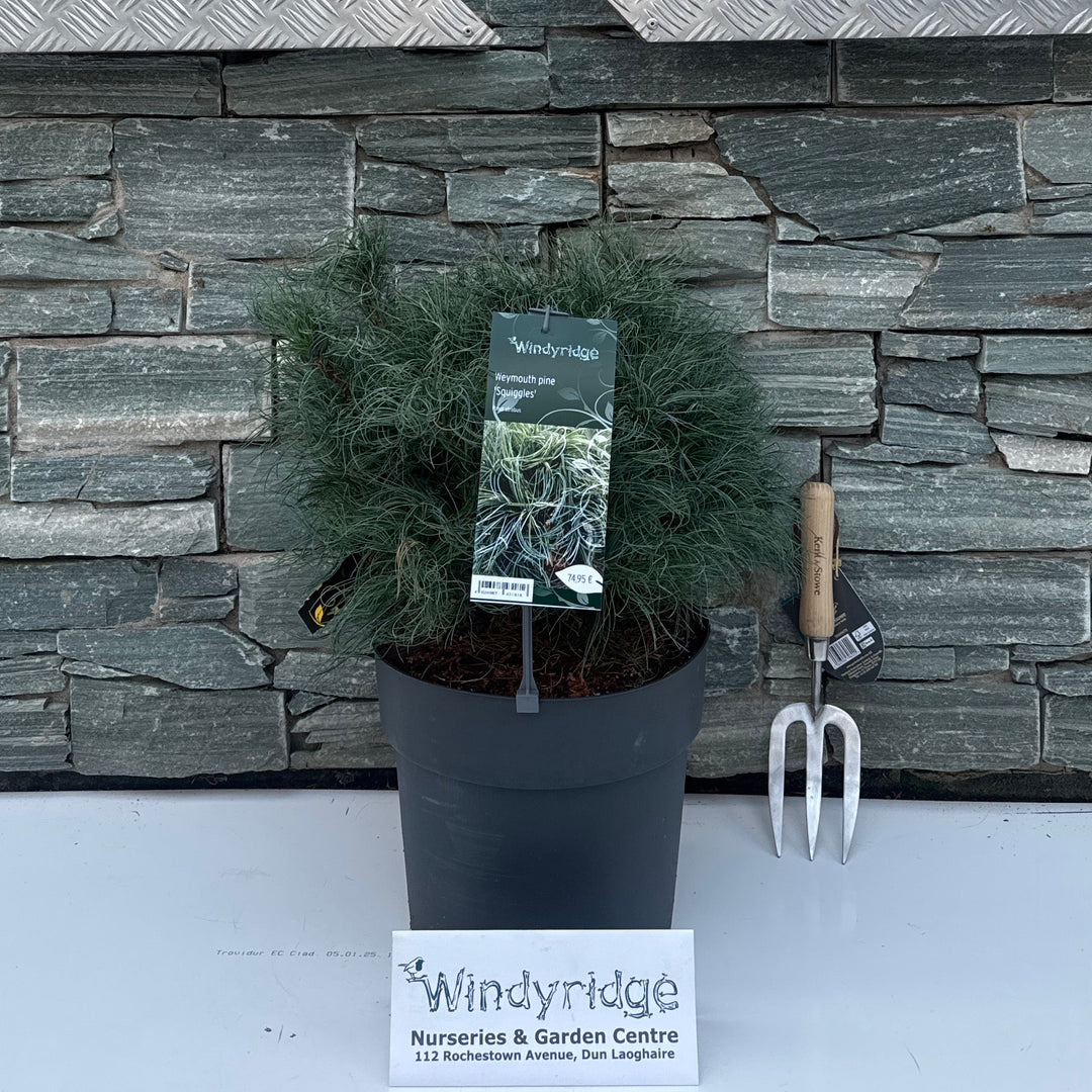 Pinus strobus 'Squiggles'