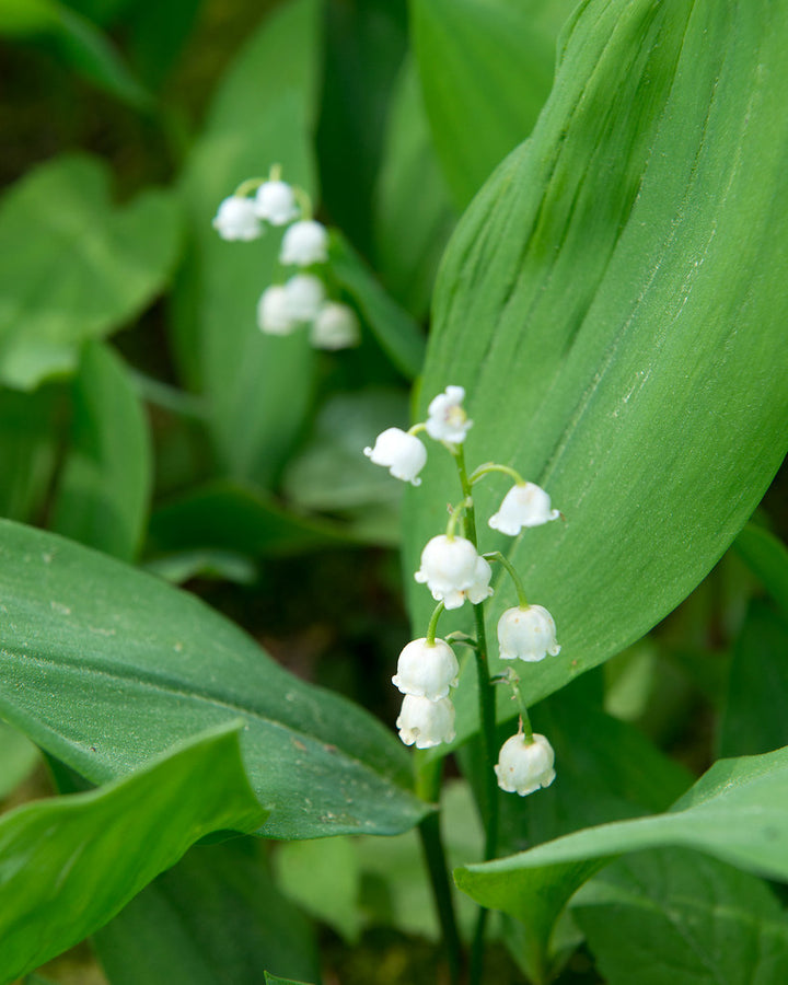 CONVALLARIA maj. Prolificans