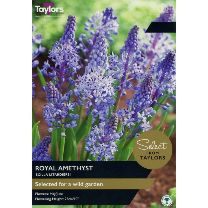SCILLA LITARDIEREI ROYAL AMETHYST 12