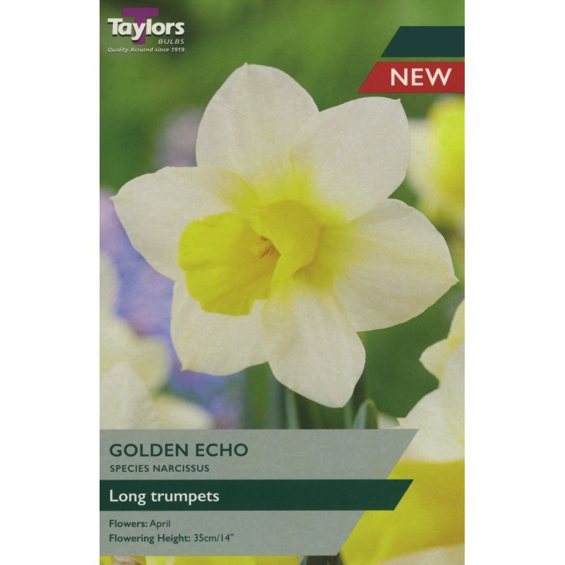 NARCISSUS GOLDEN ECHO X 6