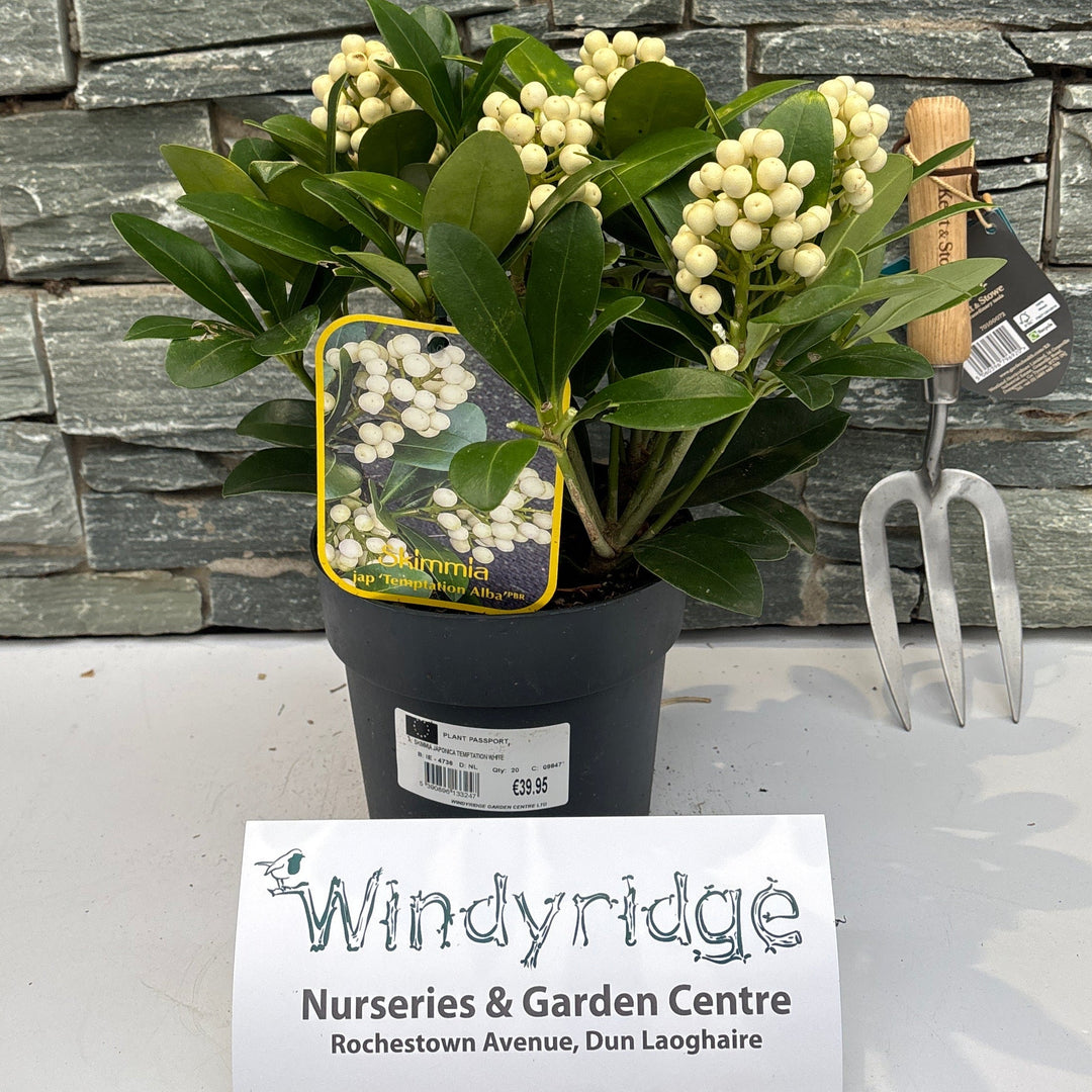 SKIMMIA JAPONICA TEMPTATION WHITE