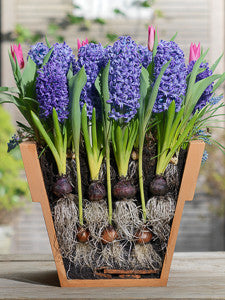 LAYER PLANTING PURPLE x25