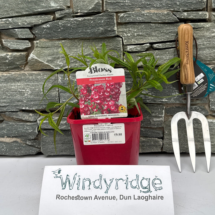 Penstemon Firebird