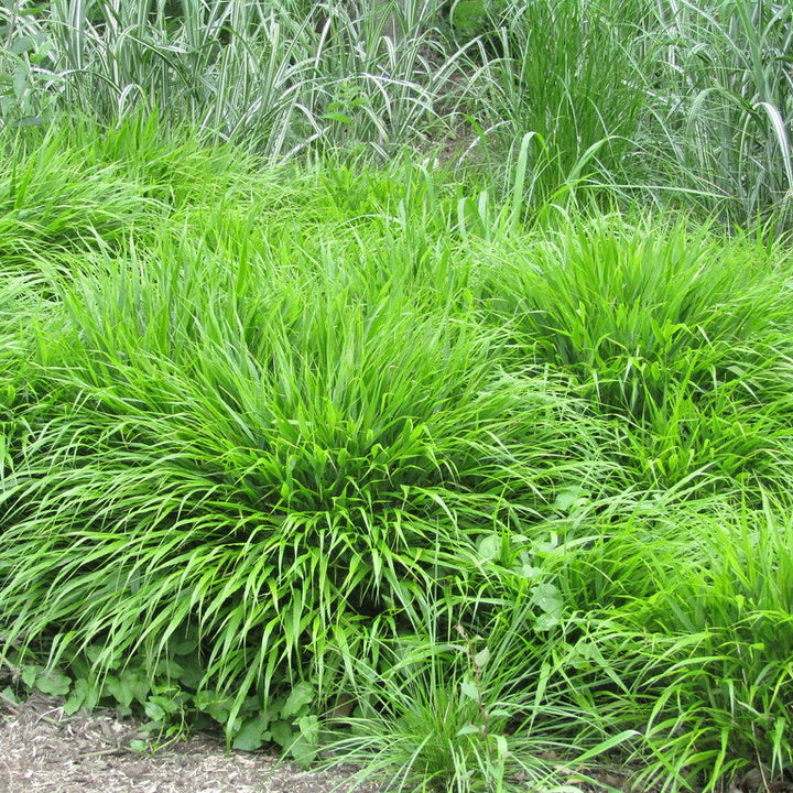 HAKONECHLOA macra