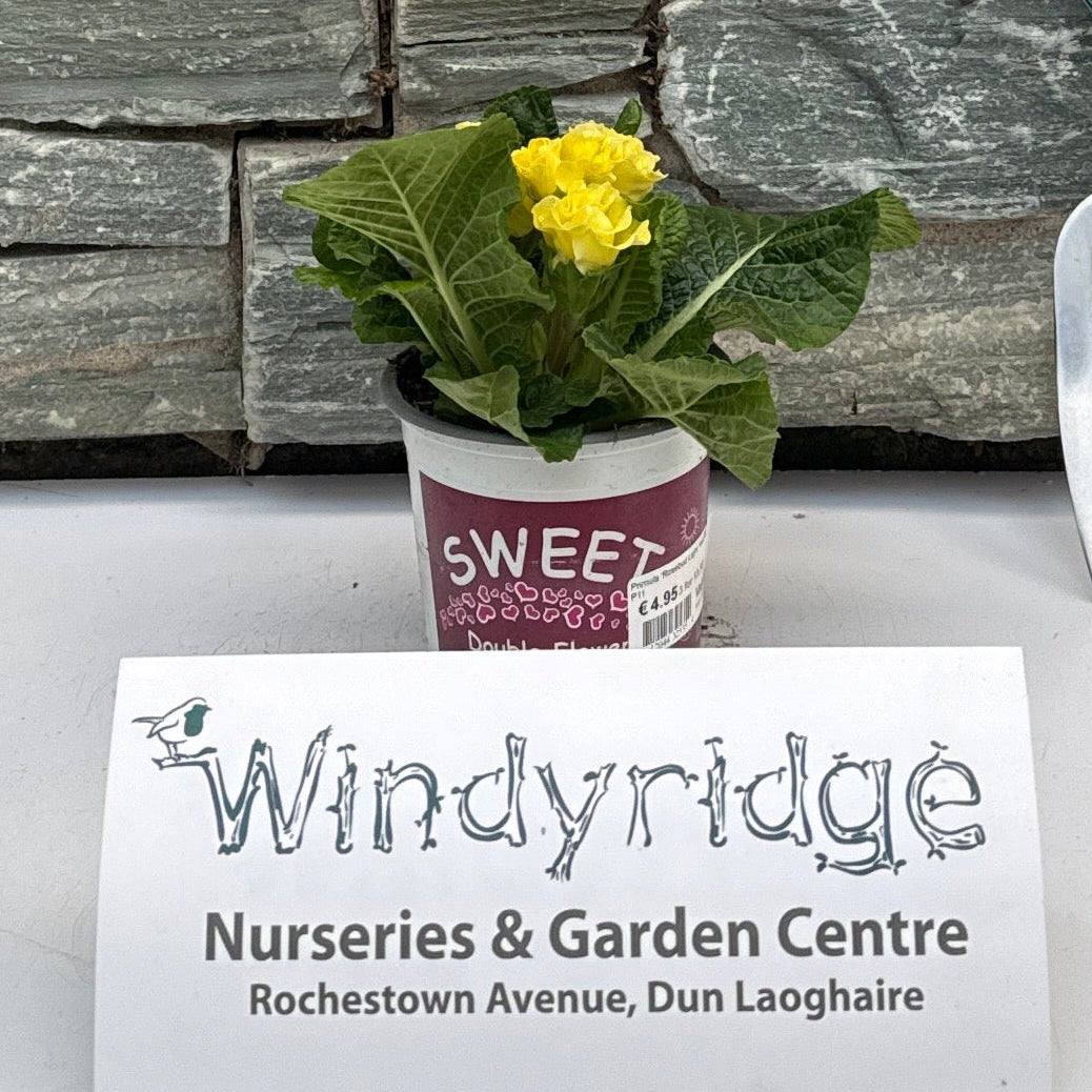 Primula Rosebud Light Yellow  P11