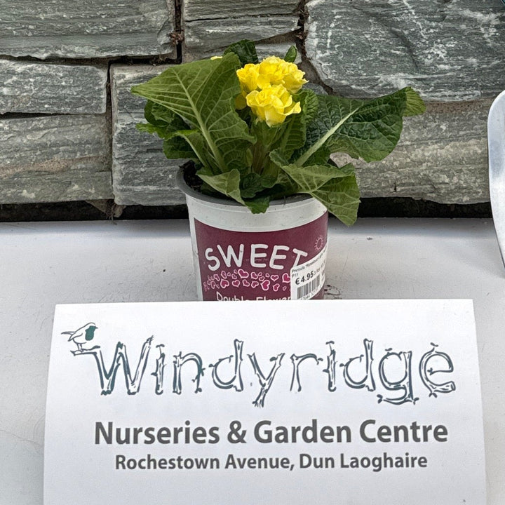 Primula Rosebud Light Yellow  P11