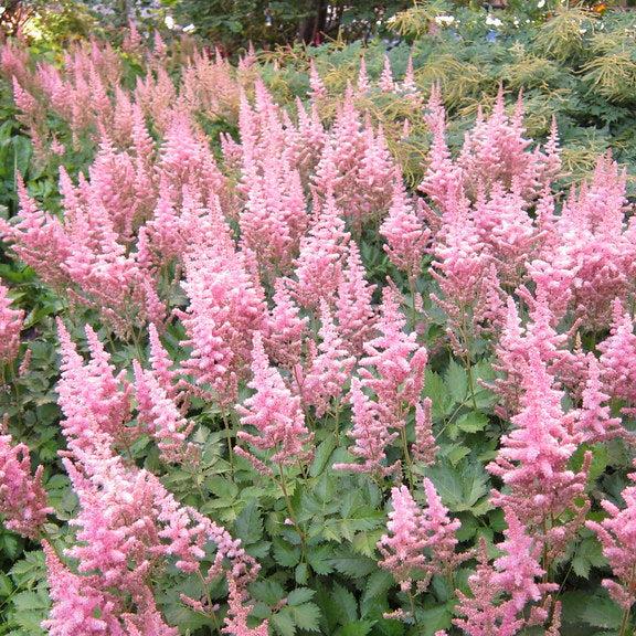 Astilbe Chin. Vision In Pink - Herbaceous - Windyridge Garden Centre