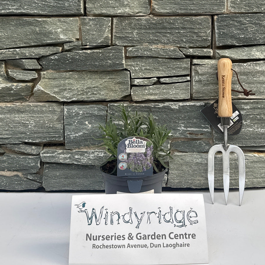 Lavandula An. Munstead - Grow Your Own - Windyridge Garden Centre