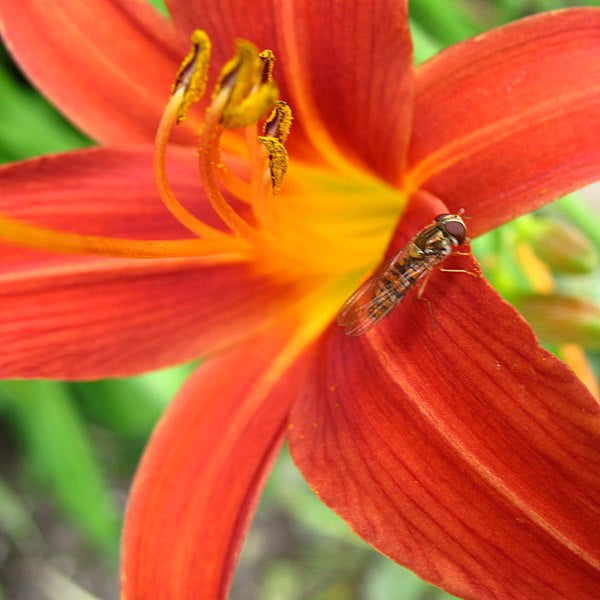 Hemerocallis  Sammy Russell