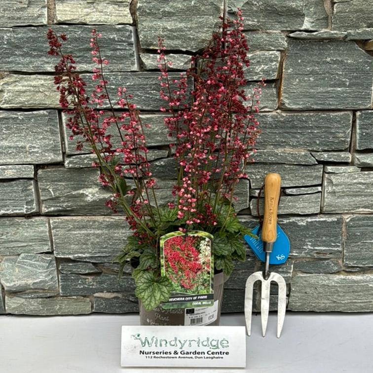 HEUCHERA PARIS
