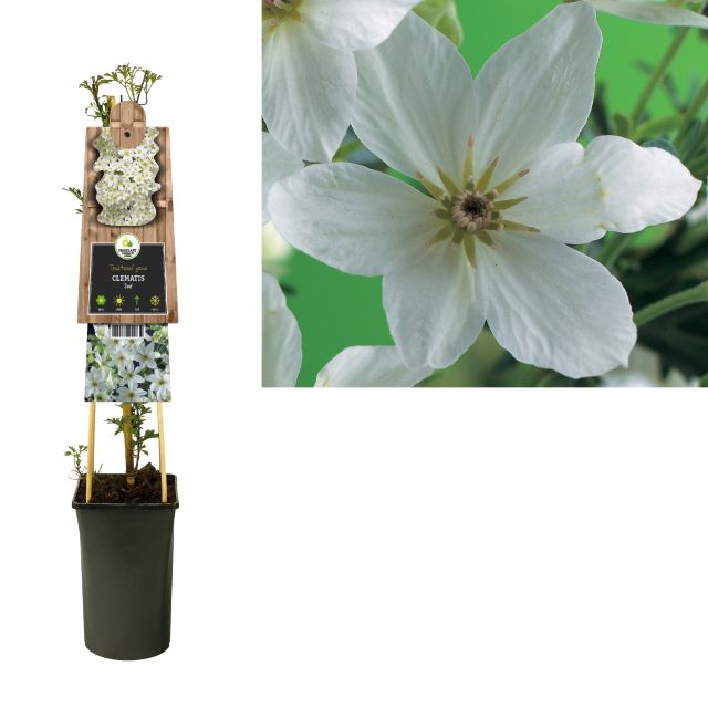 Clematis Joe  3 Ltr Pot - Climbers - Windyridge Garden Centre