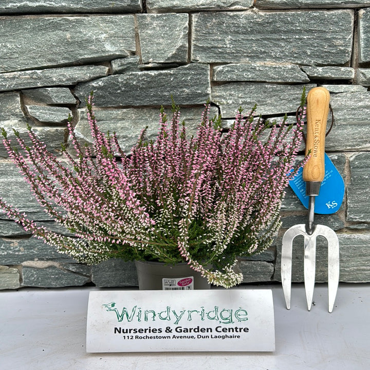 Calluna vulg. Garden Girls pink  P12