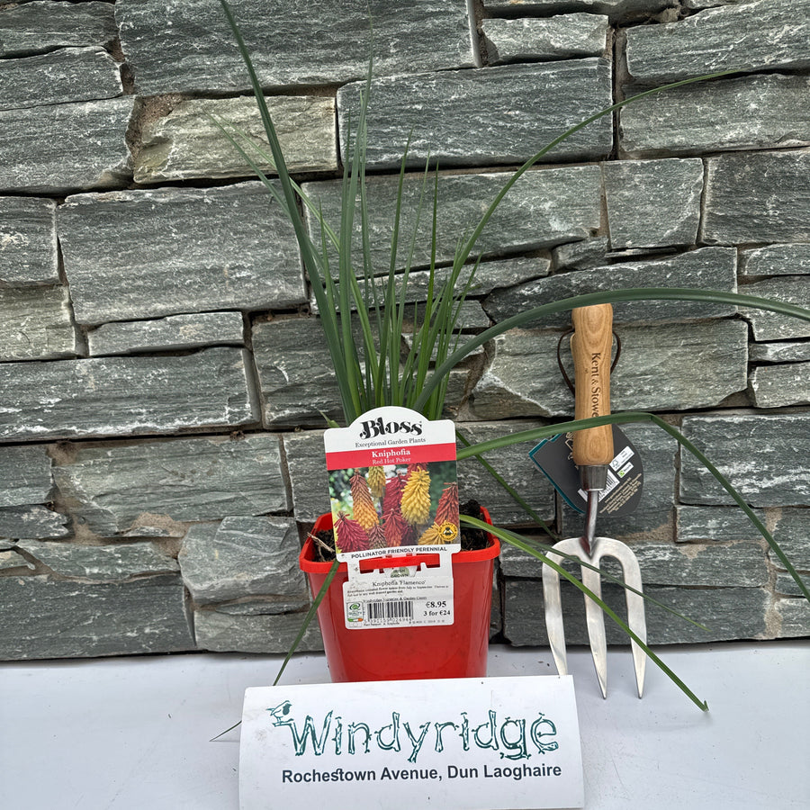 Kniphofia Flamenco - Herbaceous - Windyridge Garden Centre
