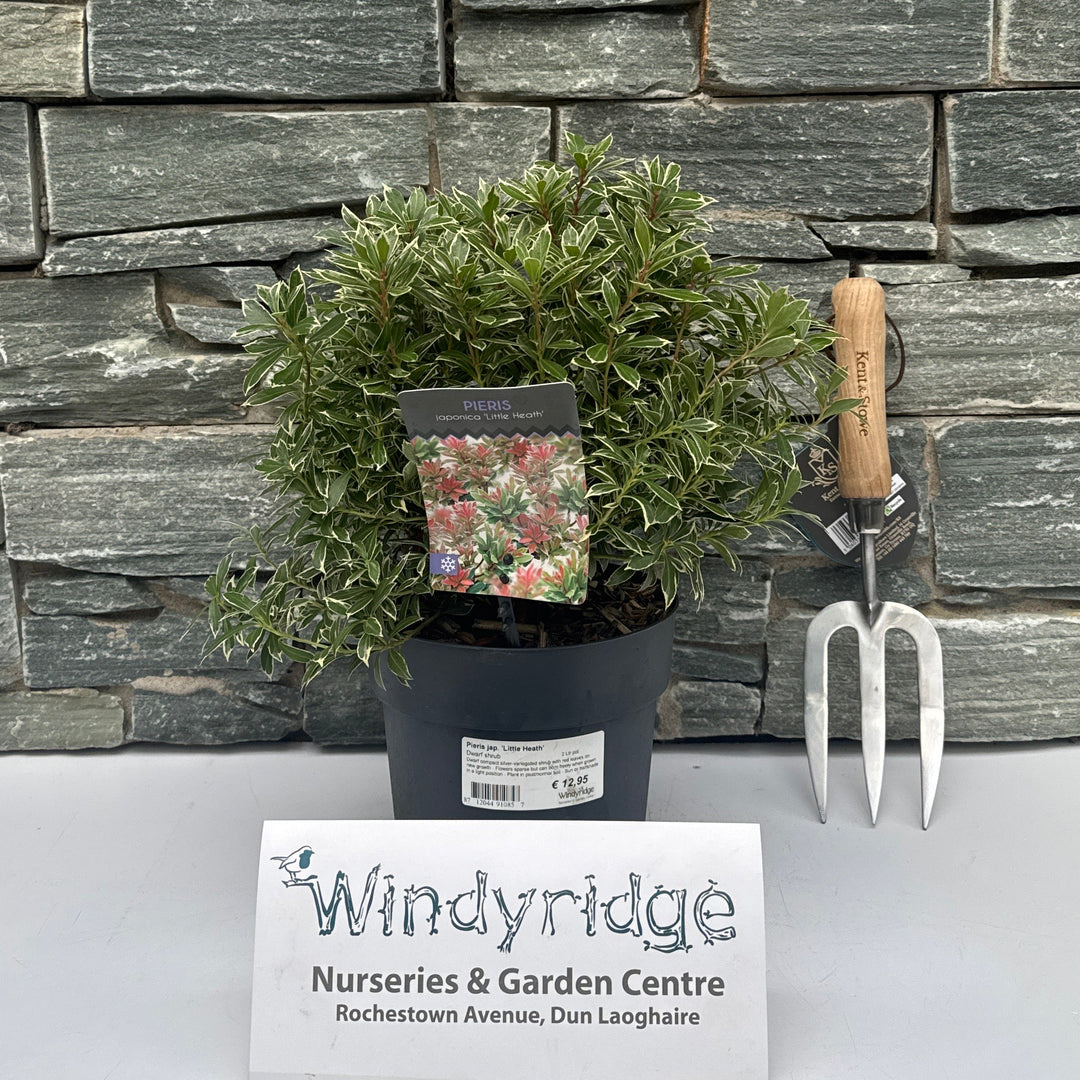 Pieris jap. Little Heath  2 Ltr pot