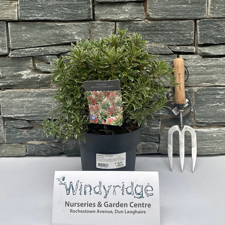 Pieris jap. Little Heath  2 Ltr pot