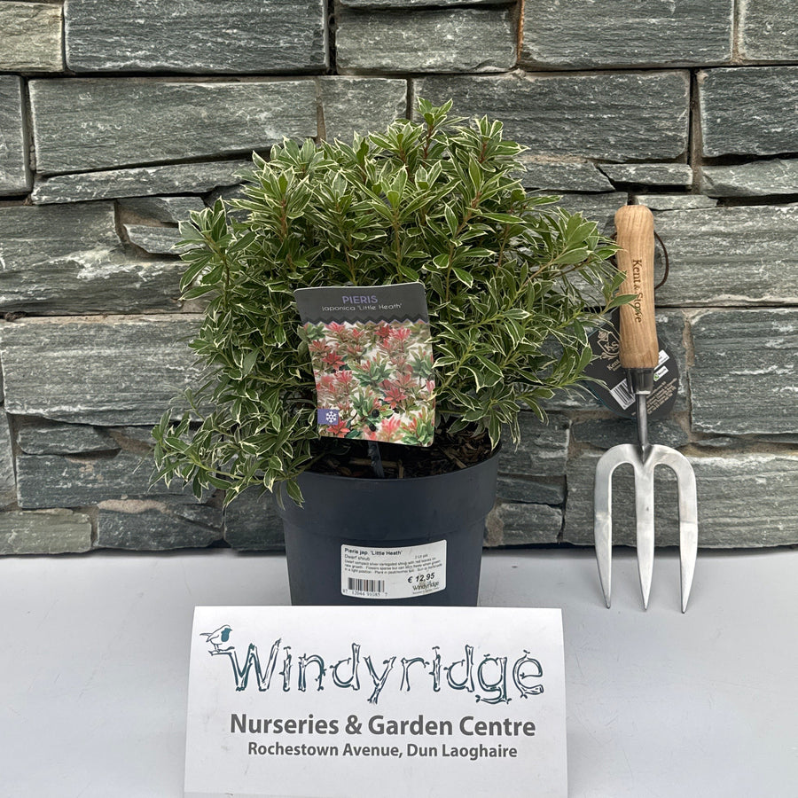 Pieris Jap. Little Heath  2 Ltr Pot - Shrubs - Windyridge Garden Centre