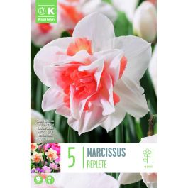 NARCISSUS REPLETE X 5