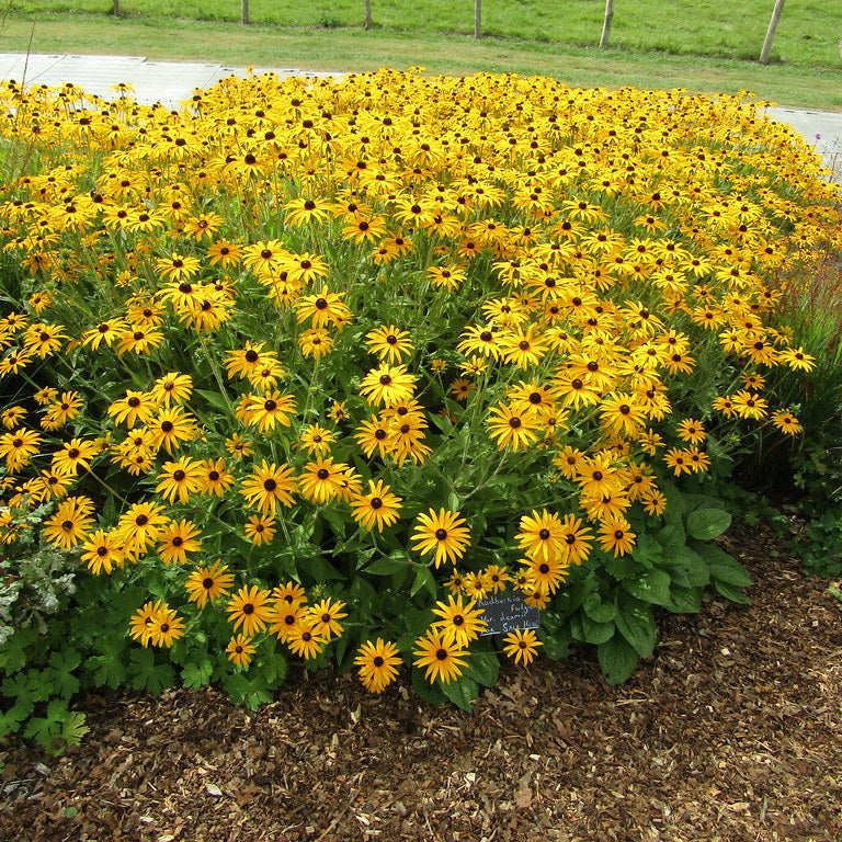 Rudbeckia Fulg. Deamii - Herbaceous - Windyridge Garden Centre