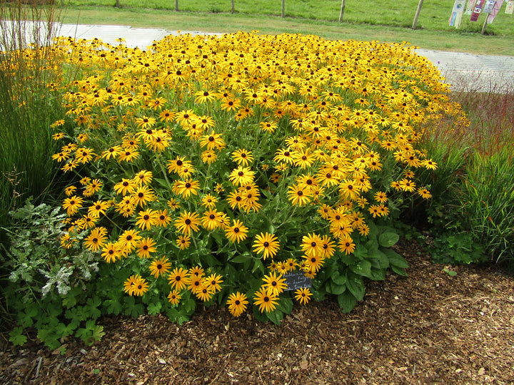 RUDBECKIA fulg. deamii