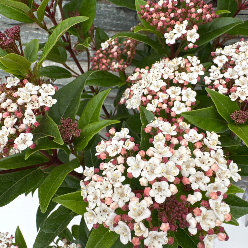 Viburnum Tinus Spirit - Shrubs - Windyridge Garden Centre