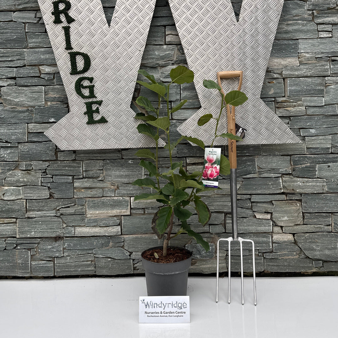 Magnolia soul. Satisfaction