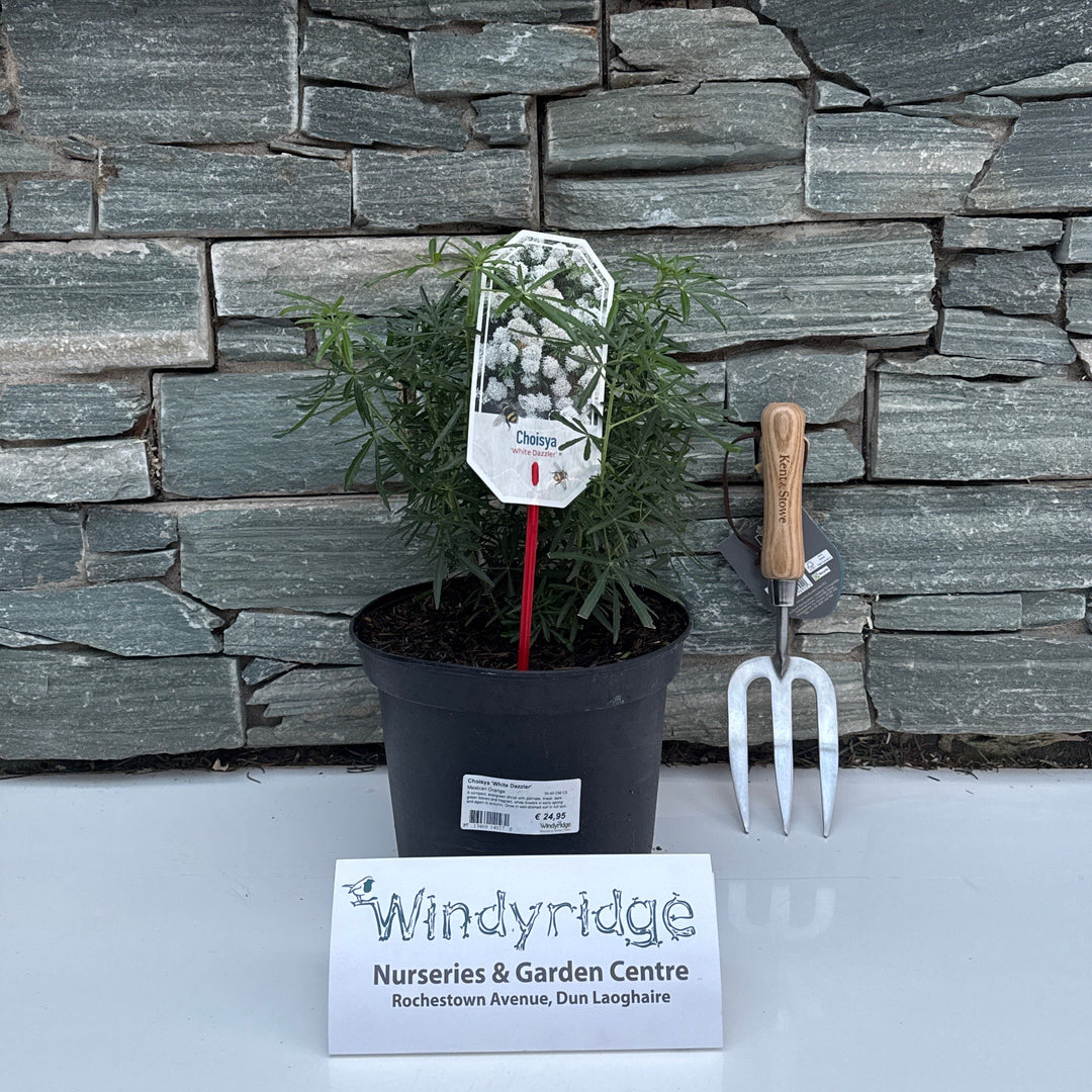 Choisya White Dazzler  30-40 CM C5