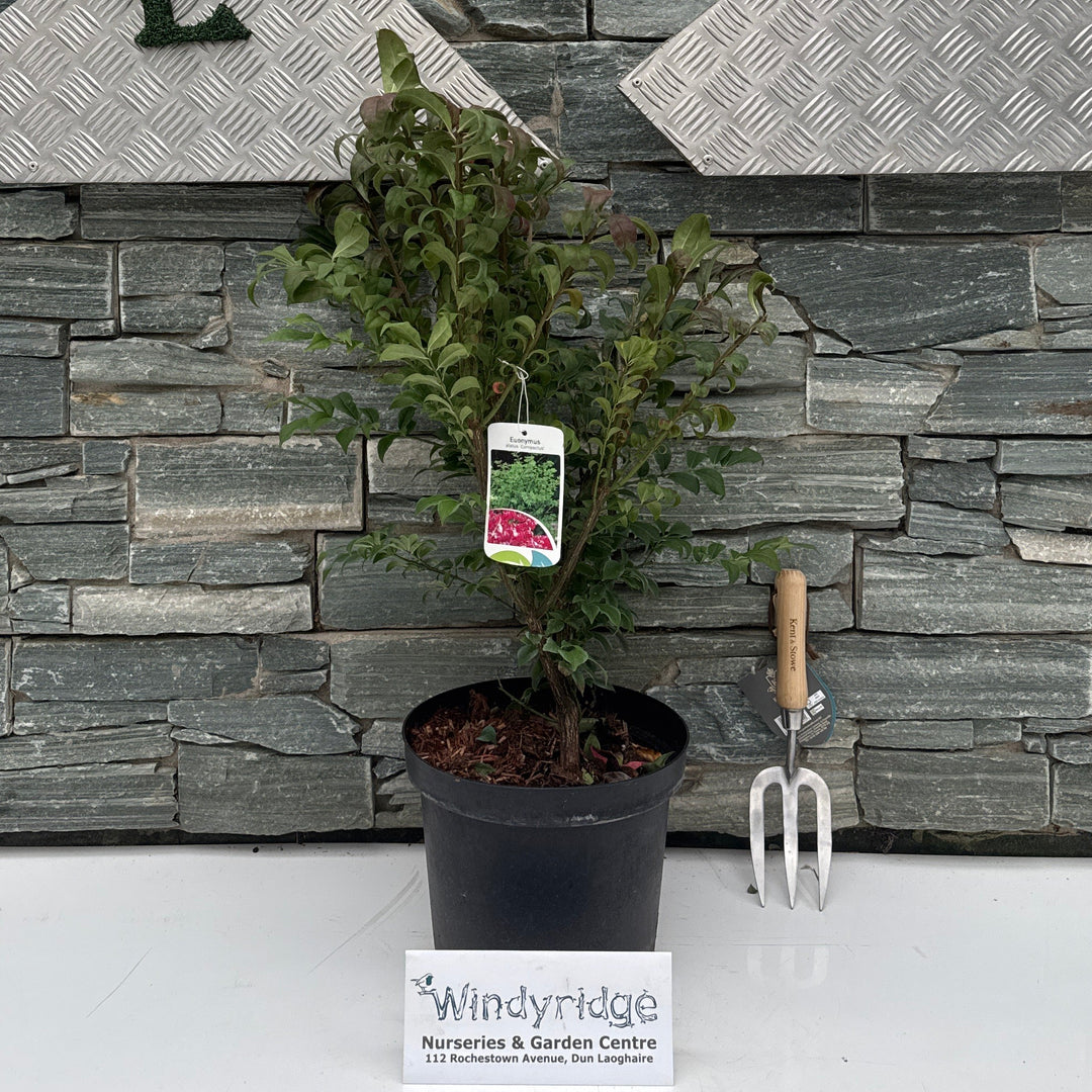 Euonymus alat. 'Compactus' 50-60 cm. C7.5