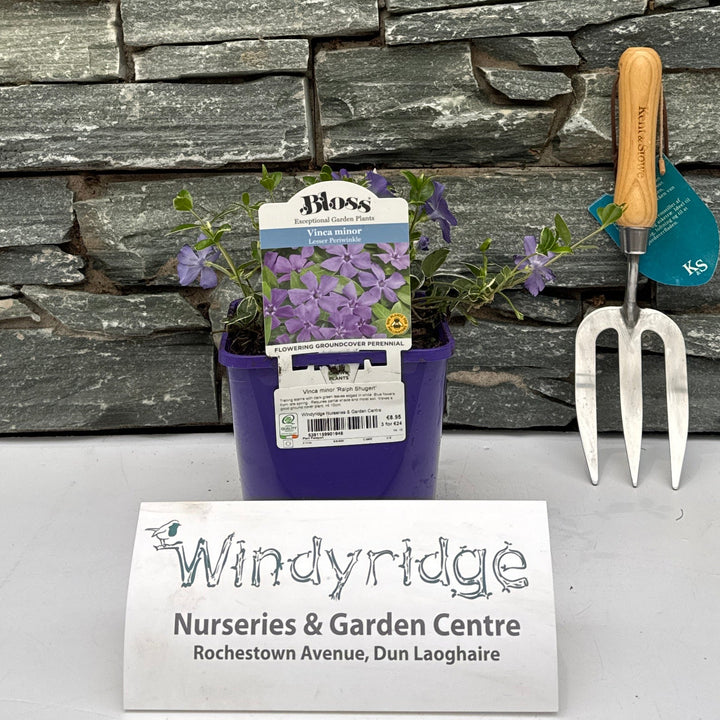 Vinca Minor Ralph Shugert - Herbaceous - Windyridge Garden Centre