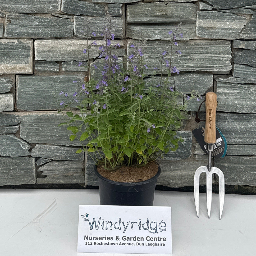 NEPETA faas. 'Blue Wonder'