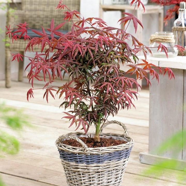 Acer pal. Starfish
