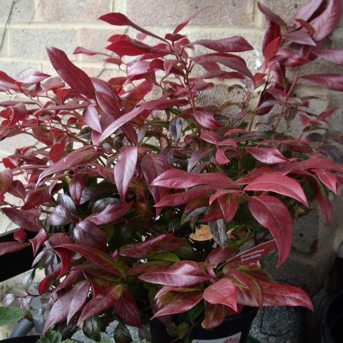 Leucothoe Zeblid (Scarletta) - Shrubs - Windyridge Garden Centre