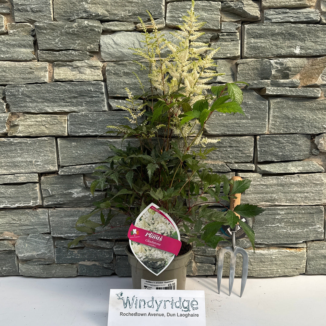 Astilbe Gladstone