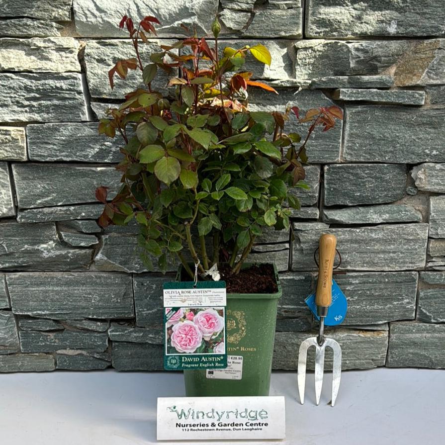 Rosa 'Olivia Rose Austin' - Roses - Windyridge Garden Centre