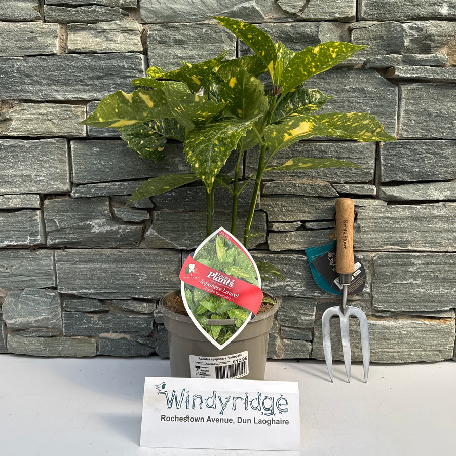 Aucuba Jap. Variegata - Shrubs - Windyridge Garden Centre