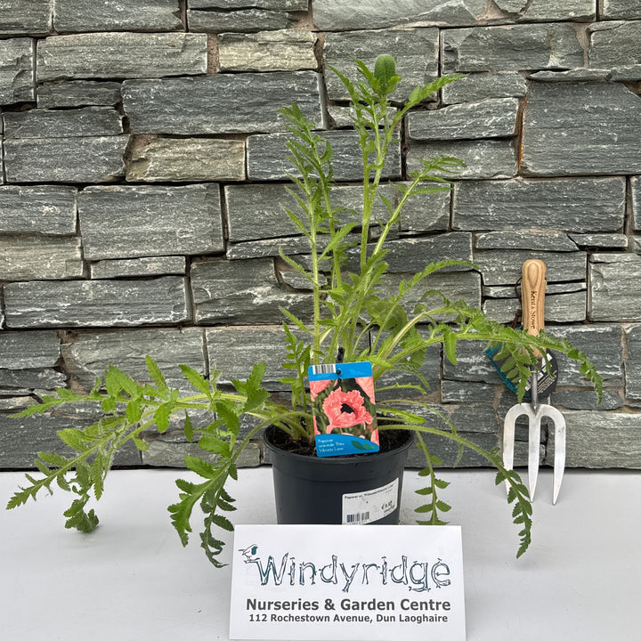 Papaver or. 'Princess Viktoria Luise' 2 Ltr pot - Herbaceous - Windyridge Garden Centre