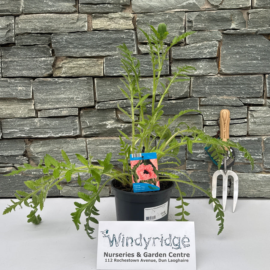 Papaver or. 'Princess Viktoria Luise' 2 Ltr pot - Herbaceous - Windyridge Garden Centre