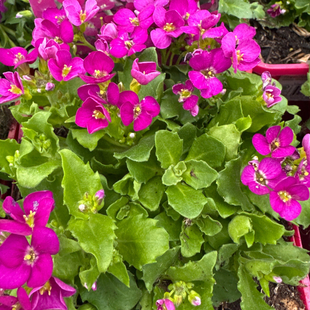 Arabis Little Treasure Pink