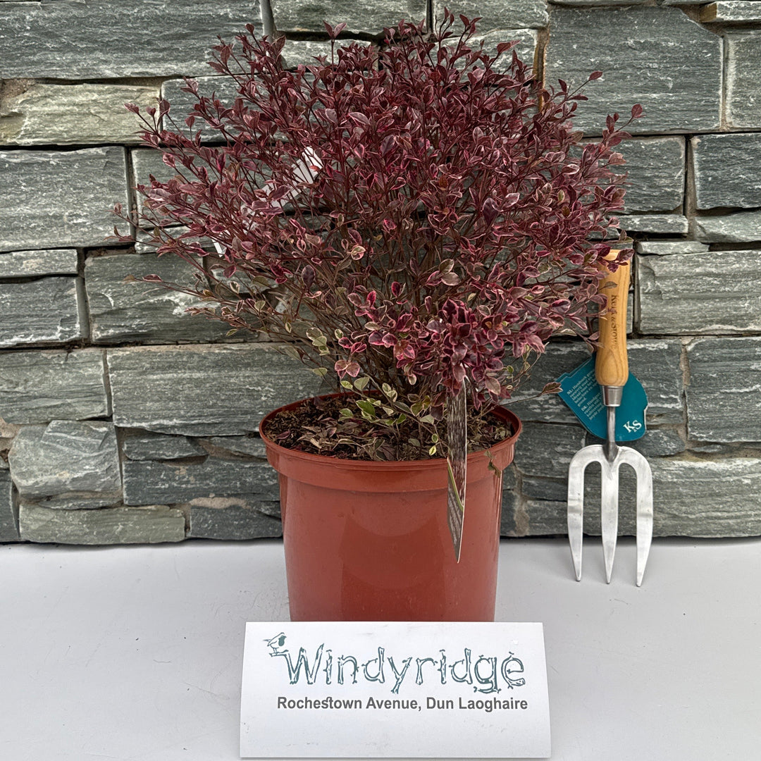 Lophomyrtus White Tiger  5L - Shrubs - Windyridge Garden Centre