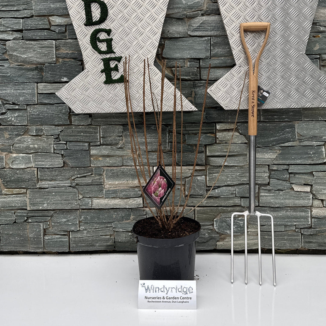 Decorative wall with 'Windyridge' branding, a potted plant and a tool.