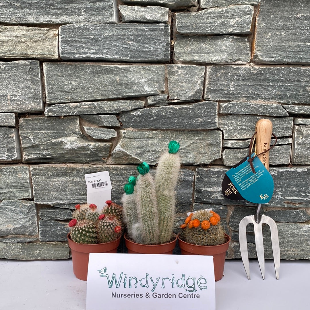 Cactus with small and large paper flowers